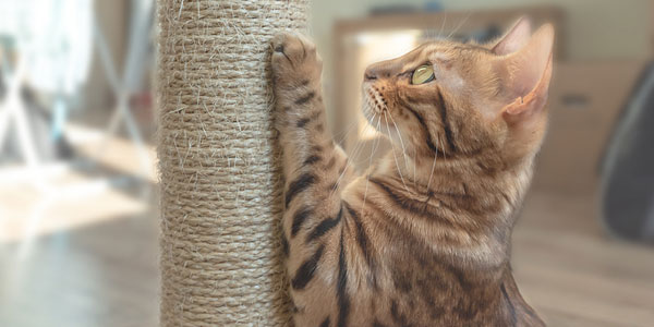 Declawing banned in Austin