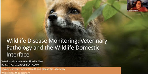 VPN Fireside Chats: Wildlife Disease Monitoring