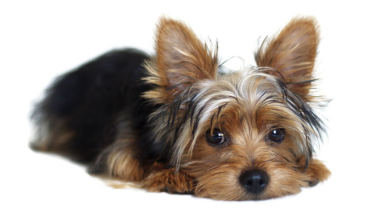 Photo ©BigStockPhoto.com A Montréal veterinarian has been issued a three-week suspension and a $5500 fine after removing 19 teeth from a Yorkshire terrier without the consent of its owner. Photo ©BigStockPhoto.com