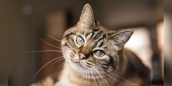 Feline CKD diagnostic tool can increase patient visits