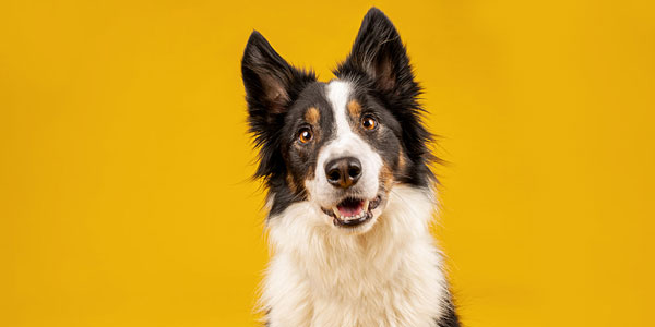 Canine wellness focus of advocate committee