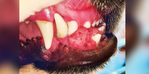 Oral cancer: Not just for older pets