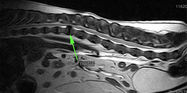 Test your veterinary knowledge with our April Brain Teaser!