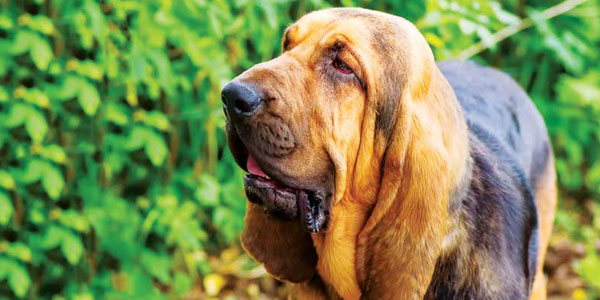 Veterinarians need to stress year-round mosquito control