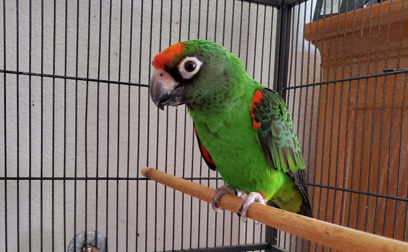 Manna Pro Products has expanded into the companion bird market with the acquisition of ZuPreem, a global brand specializing in nutritional diets and treats for birds. Photo by Elizabeth Anderson Lopez