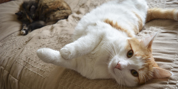 Oral flea, tick product for cats launched