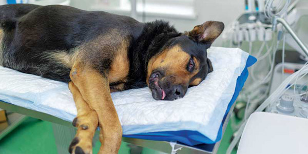 Dog sales sedation meds