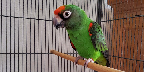 Bird food brand finds buyer