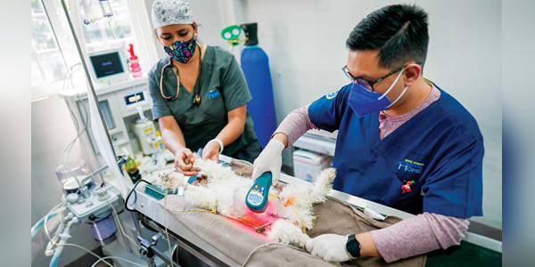 The use of therapeutic laser continues to expand in veterinary medicine
