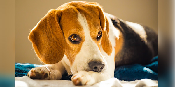 Canine stress linked to owner-pet relationship