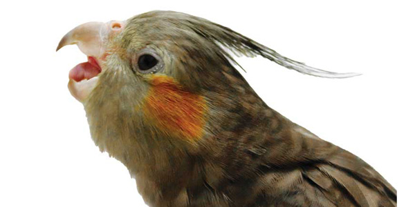 Common avian emergencies