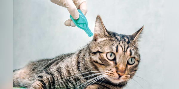Marketing to clients and preparing them for flea and tick prevention