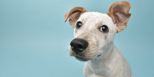 Early cancer detection can save pets’ lives