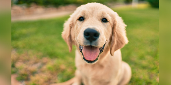 Studies supporting canine cancer prevention, treatment get funding