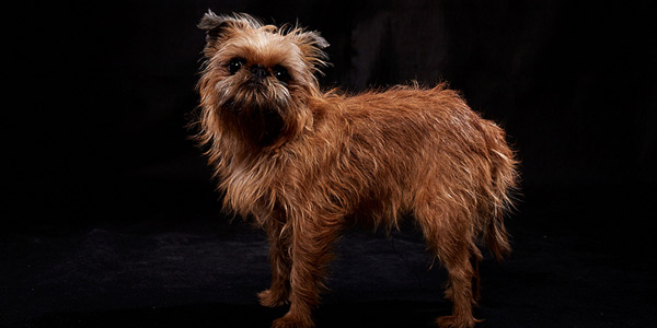‘Chewbarka,’ ‘Darth Meow’ among top Star Wars pet names