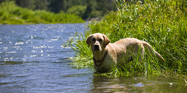 Heartworm infections likely above average this year