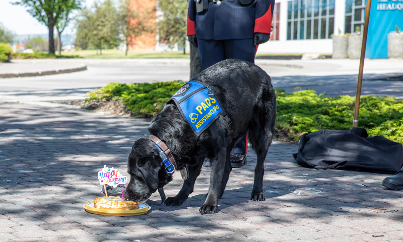 Victim assistance canine Hawk has retired from Calgary Police Services. Photo courtesy CPS