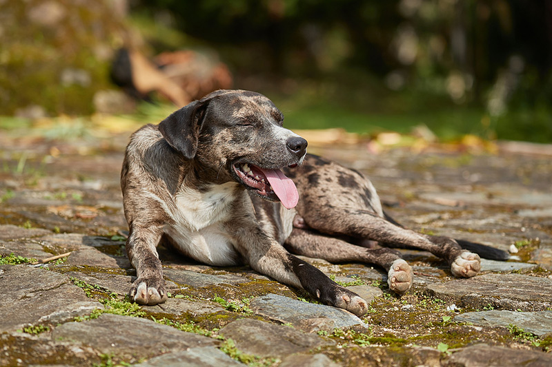 Soaring temperatures in British Columba are taking a toll on pets and a registered veterinarian technician is pleading with pet owners to take extra precautions. Photo ©BigStockPhoto.com