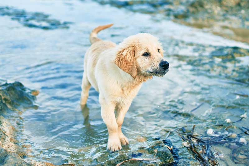 Photo ©BigStockPhoto.com As much as we love animals, we cannot deny their environmental impact (and our clients’ increasing awareness of it). Photo ©BigStockPhoto.com