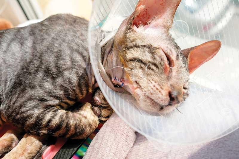 gabapentin tramadol vet