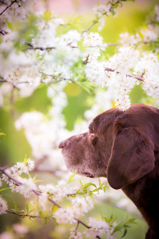 Many pet owners do not know what to expect with the euthanasia appointment. Thus, a pre-euthanasia appointment is useful in helping map out the experience and inform clients of how to prepare. Photos courtesy Euthabag