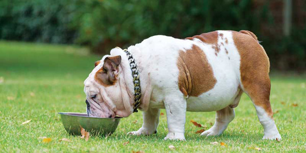 Is our profession really serious about pet obesity?