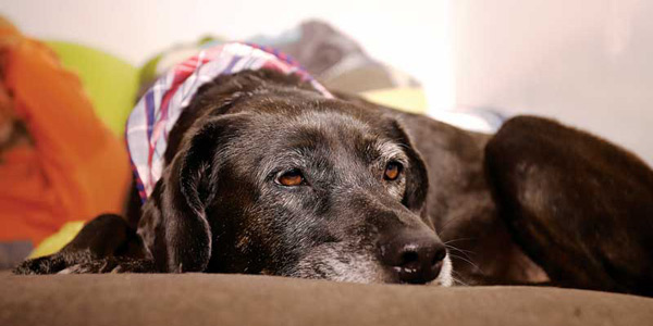 Hospice care in veterinary medicine