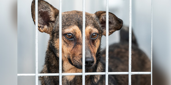 Rabies risk leads to canine import ban for 113 countries