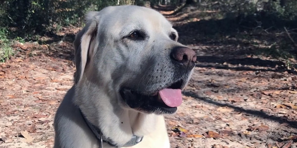 Ankle replacement offers relief for Florida pooch