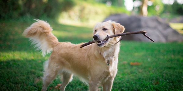 Canine cancer biomarkers to be explored