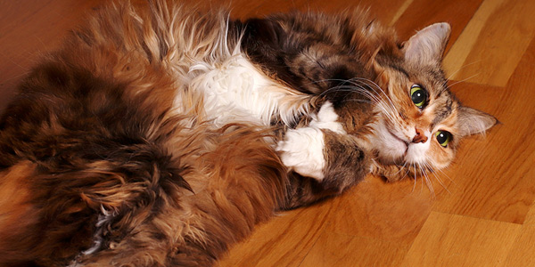 Regular wellness checks vital for senior cats