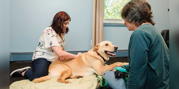 How to incorporate therapeutic bodywork into your veterinary practice