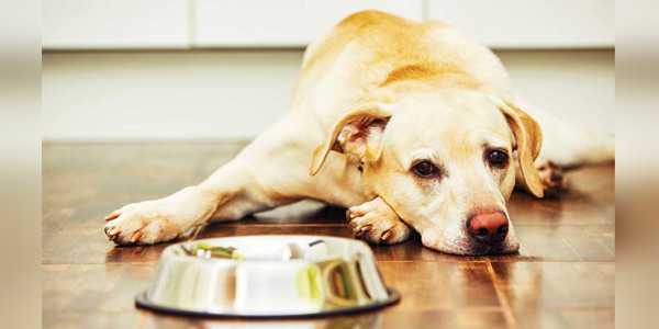 Practical considerations for the food allergic patient