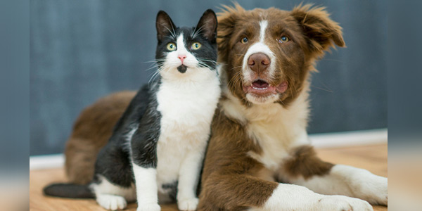Veterinary oncology receives global boost