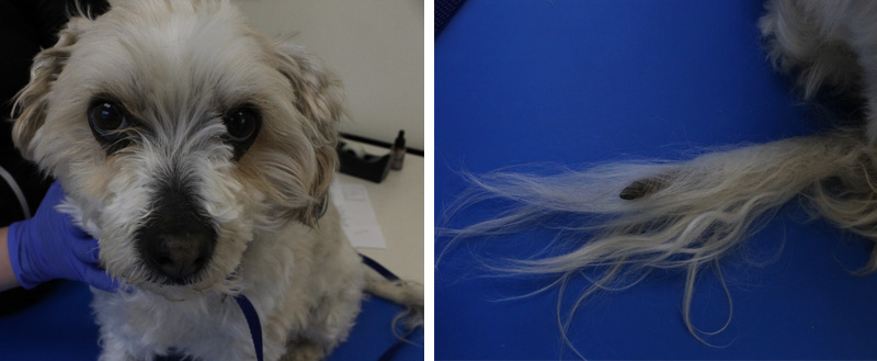 Diagnosing And Treating Alopecia In Dogs Veterinary Practice News