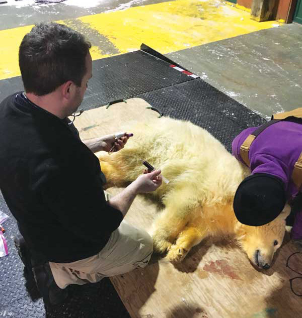 Chris Enright, DVM, director of veterinary services at Manitoba’s Assiniboine Park Zoo and the Leatherdale International Polar Bear Conservation Centre, examines a polar bear. The past century has seen increased involvement from veterinarians in the care and conservation of wildlife species. Photo courtesy Assiniboine Park Conservancy