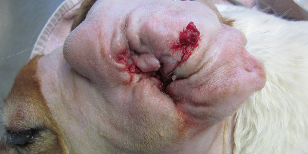 Brain Teaser: A cocker spaniel needs a total ear canal ablation (TECA)