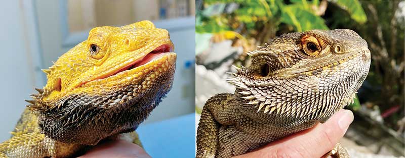 BeardieVet - What temperatures are these Central Bearded