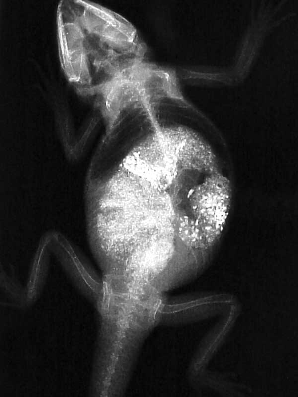 Figure 2: Animals housed on sand will often eat the substrate that can cause life-threatening impactions. If not caught early, surgery may be the only treatment option.
