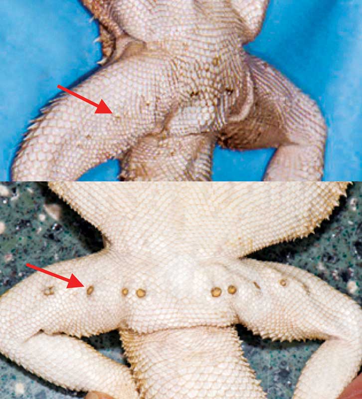 Figure 3: Females (top) are differentiated from males (bottom) by their much smaller femoral pores.