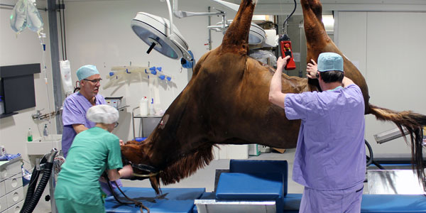 ☑ Large animal vet schools near me ☑ Large animal vet schools near me