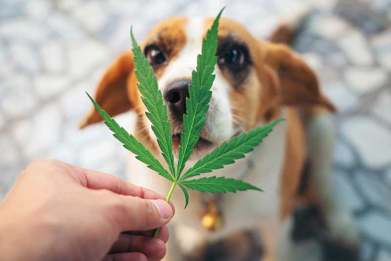 As public interest in this particular therapeutic benefit of cannabis (both for humans and pets) has increased over the last decade, the study of cannabinoids in dermatology has become a flourishing field.