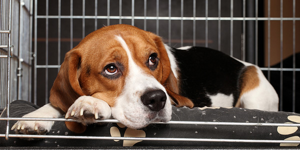Reducing spread of deadly disease central to dog import bill Reducing spread of deadly disease central to dog import bill
