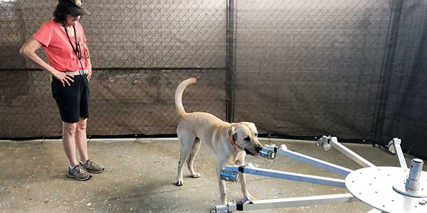 COVID-detecting dogs offer hope
