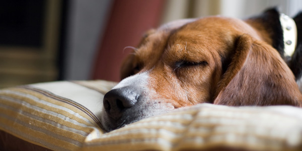 Canine lymphoma drug gets full approval