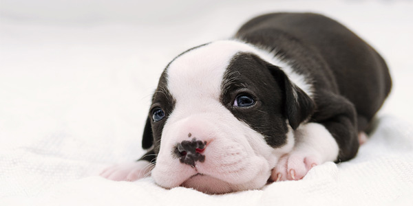 Canine genomics co. scores $75M in funding