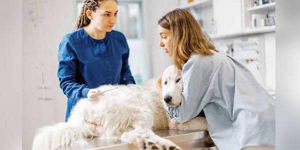 Reducing client anxiety in veterinary medicine