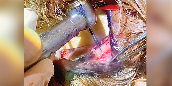 Tips for removing those pesky roots