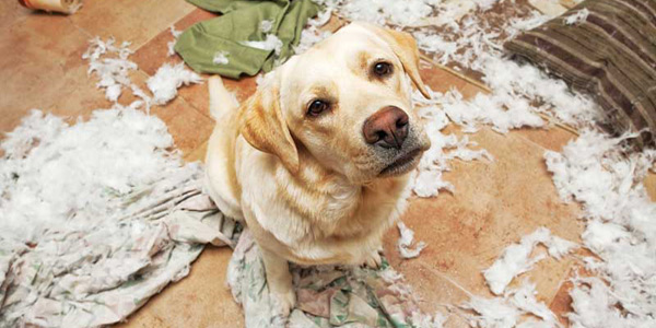 Returning to the office triggers spike in separation anxiety
