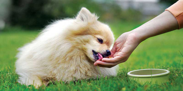 How best to manage canine osteoarthritis with nutrition